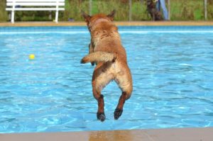 What To Know About a Swimming Pool and Dogs